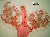 6 – Dettaglio degli assi fertili con spermatocisti del gametofito maschile